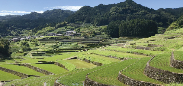 棚田